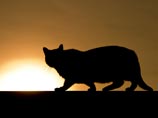 Британская кошка, признанная самой старой в мире, умерла вскоре после внесения в Книгу рекордов Гиннеса