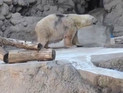 В Аргентине умер последний белый медведь: 30-летнее животное погибло из-за жары В Аргентине умер последний белый медведь: 30-летнее животное погибло из-за жары