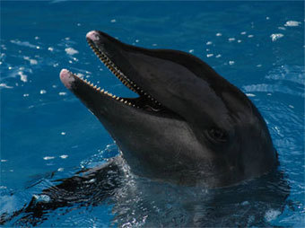 Морщинистозубый дельфин, изображение с сайта whale-web.com