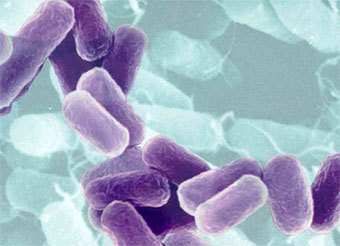Бактерия Esherichia coli, изображение с сайта ifas.ufl.edu
