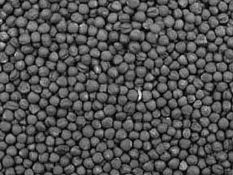 Семена сурепки, изображение с сайта Wikipedia