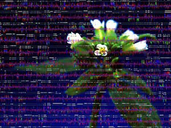 Фрагмент генома Arabidopsis thaliana  на фоне растения, изображение с сайта berkeley.edu