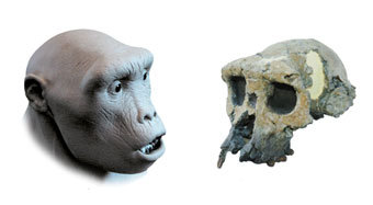 Реконструкция лица гоминида
