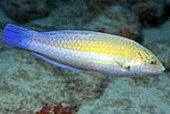 Рыба-губан, фото с сайта LiveScience.com