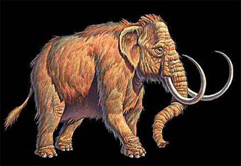 Шерстистый мамонт, рисунок с сайта dinosauria.com