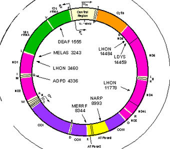 Карта митохондриальной ДНК, изображение с сайта chemistry.umeche.maine.edu