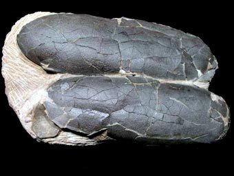 Фото с сайта dinosaur-eggs.com