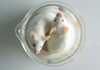 Изображение с сайта nature.com