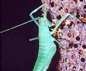 Ноги насекомого попали в муравьиную западню. Фото BBC News