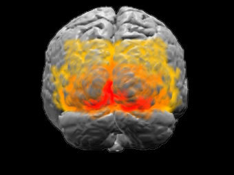 Первичная зрительная кора головного мозга (выделена красным), изображение из Wikipedia
