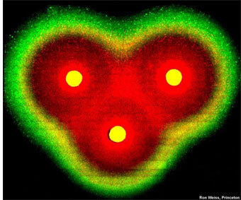 Рисунок, построенный "программируемыми" бактериями. Источник - LiveScience.com