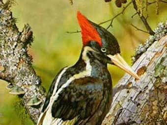 Белоклювый королевский дятел, фото с сайта 50birds.com