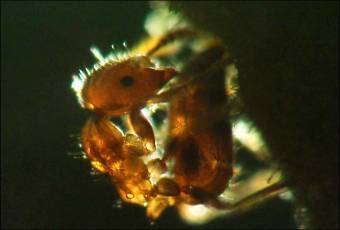  Myrmelachista schumanni,    BBC