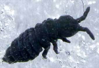  .    www.physorg.com