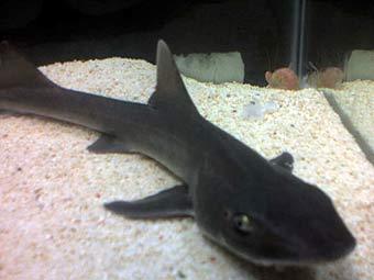   Mustelus hacat.    imagedump.org 