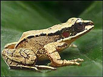 Amolops tormotus,    BBC