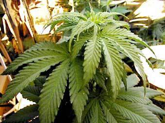    marijuana-addiction.info