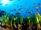 ""    Posidonia oceanica,    