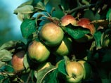    2     Okanagan Specialty Fruits Inc