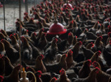    ,             (H5N1).