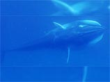         -   (Balaenoptera omurai) -    