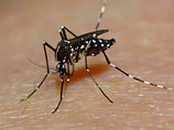     Aedes aegypti.     , ,    ,  