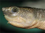 Elseya rhodini