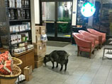     Starbucks       -    