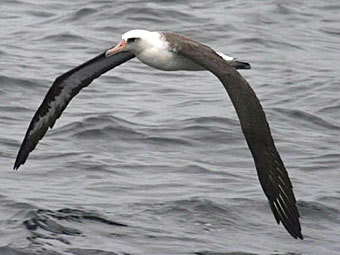  .    surfbirds.com