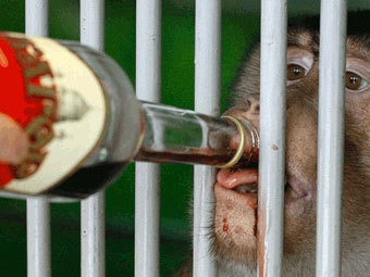    animalworld.com.ua