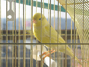    zoosite.ru