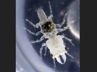   Gnathia marleyi.       